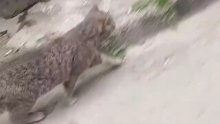 Tahun lalu, kakak kucing yang sering datang mencuri makanan anjingku sudah merasa tak tertandingi, b
