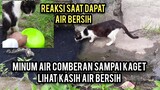 Astagfirullahaladzim Kucing Ini Kehausan Sampai Minum Air Comberan Sedih Lihatnya..!