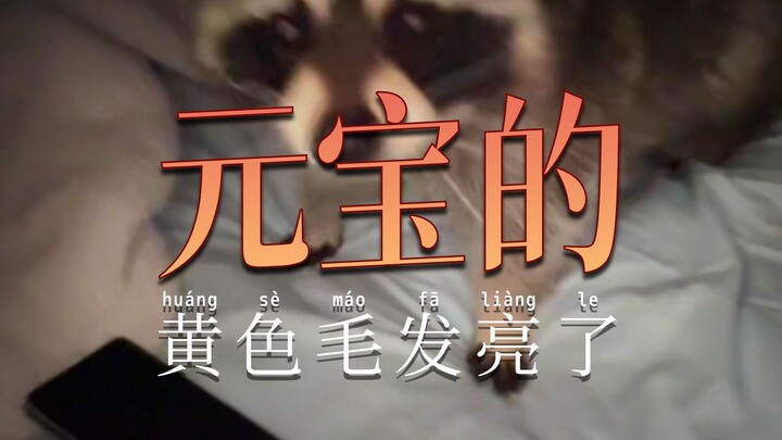 The Little Raccoon in the Morning Light~