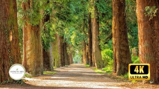 A Nature Retreat: 1-Hour of Relaxing Tree Pictures and Instrumental Music for Rest and Meditation