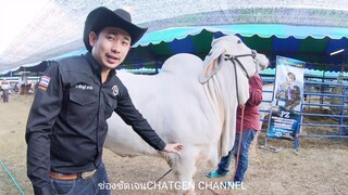 สุดยอดวัวเทา ที่สวยมากๆTy.ว วชิรภูมิ ฟาร์ม นครปฐม กับน้องรูอีฟ#12 BREEDERS |CHATGEN CHANNEL |