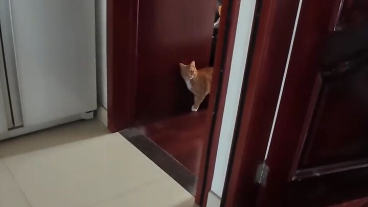 Cat: Give it back to me, you old bastard!