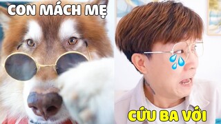 Đông Dương Đại Ngáo| Papa Dám Dấu Quỹ Đen Của Mẹ Nhưng Bị Husky NGÁO Phát Hiện Và 🤣 Gâu Đần Official