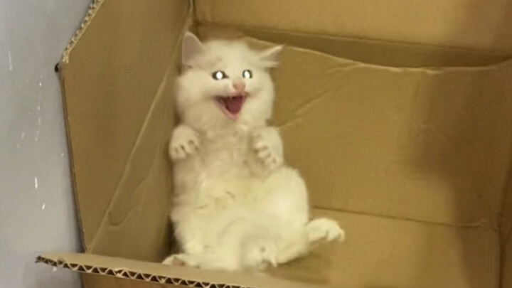 Chủ nhà lại hẹn chúng tôi đến khu nhà họ bắt cóc mấy bé mèo sữa, ổ này không tìm được, tiện thể bắt 