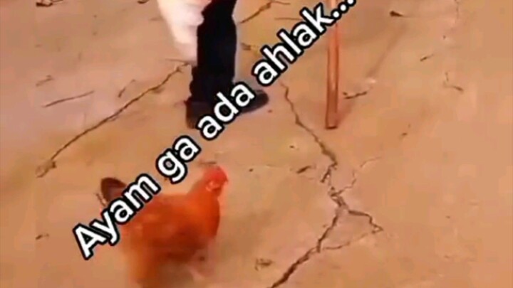 Ayam ga ada ahlak 🤣🤣