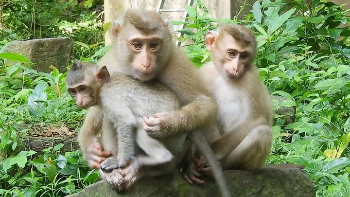 It's so Cute Lovely Sheba and Adorable Dawn Making good for Savanna !