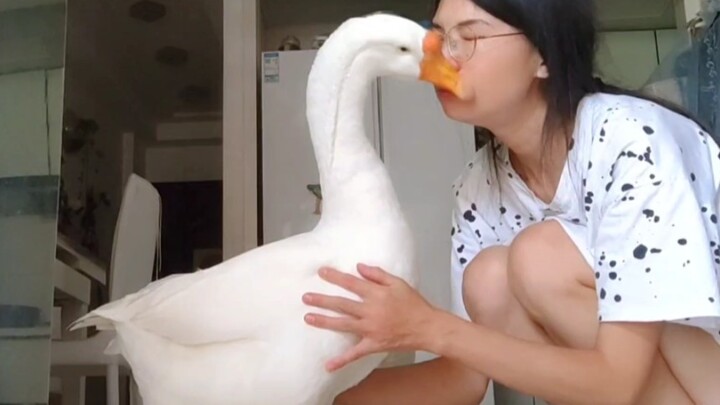 In the animal kingdom, I think geese are the only pets that’ll give you a soft,主动 hug.