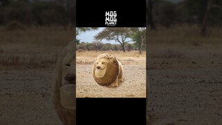 [Magic]Lion, Secret of the Mane - It's Not Candies That Come Out