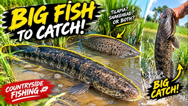 Big fish to catch at countryside Philippines