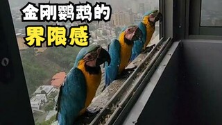 The macaw that won’t come indoors even when it rains heavily!