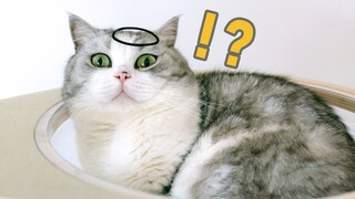 50 tệ một vòng, trúng là tặng mèo, cho tôi một tá nhé!