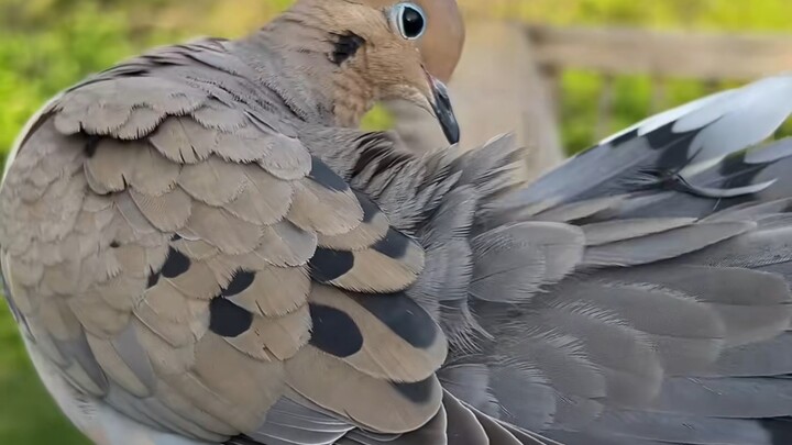 What birds can be attracted by scattering food in the park?