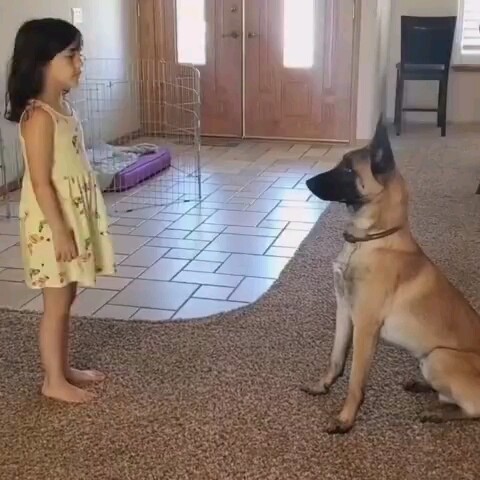 Saya pikir anjing ini lebih pintar dari saya.