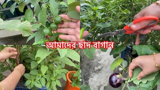 আমাদের ছাদ কৃষি || মানুষ ,কে ভালো বাসুন || ভালো হতে পয়সা লাগেনা ||