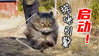 Cat engine starts! Lazy city cats go crazy for exercise when they return to the countryside
