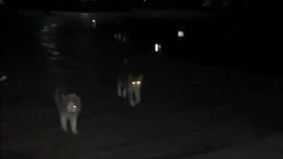 قطة صغيرة تأتي متردّدةً وتقفزُ قفزةً بعد أخرى، وهي تُشِعُّ بضوء الكشّاف!