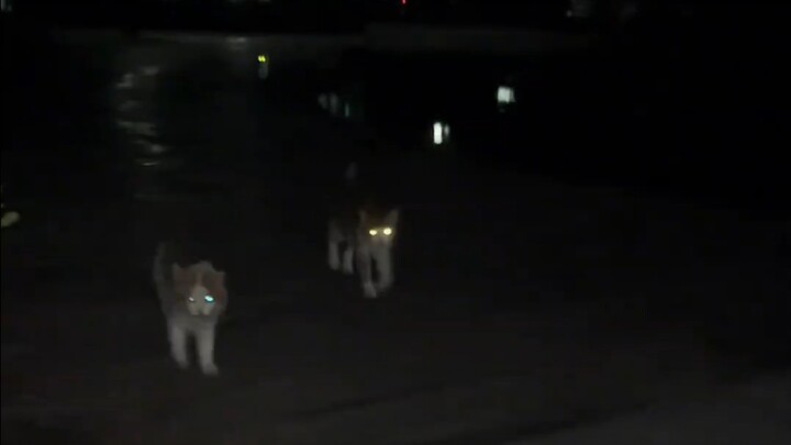 قطة صغيرة تأتي متردّدةً وتقفزُ قفزةً بعد أخرى، وهي تُشِعُّ بضوء الكشّاف!