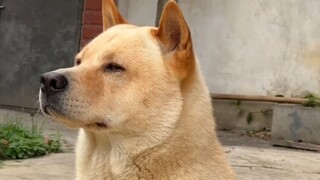 Chó bản địa Trung Quốc thật là tuyệt vời!