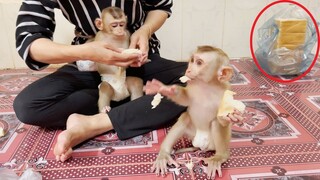 Very Delicious First Time Both Baby Lion & Sono Eating Bread With Sweet Milk