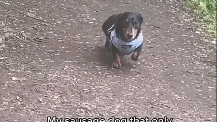 “I’ve got a dachshund that refuses to join the rat race—it always saunters over at its own slow, ste