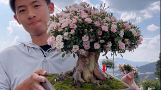 I spent more than two years documenting the formation of this dwarf cherry tree. It is also the only