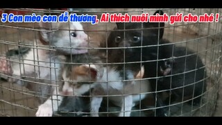 3 CON MÈO CON DỄ THƯƠNG _AI YÊU ĐỘNG VẬT NUÔI DÙM EM NHÉ