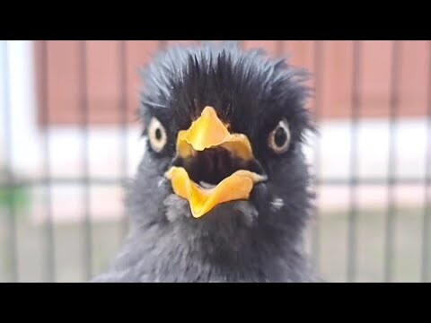 Coba.. Latih dan pancing jalak kebo muda malas bunyi dengan yang ini
