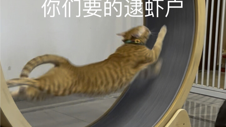 Benar-benar memalukan mengirim video pendek hahaha ahaha