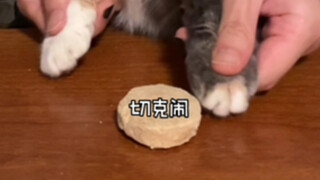 五小只踢冻干挑战