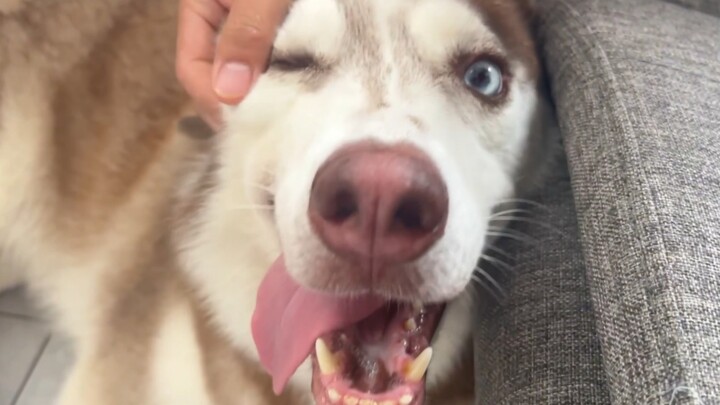 The owner won’t let the husky enjoy the AC, so it starts acting crazy and pretending it doesn’t unde