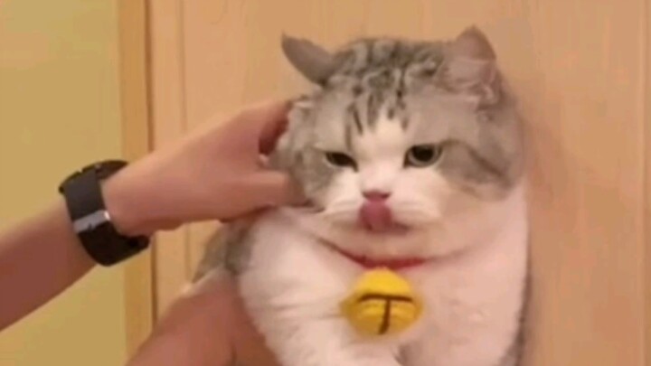 Kucing di rumahku sepertinya makhluk gaib!!