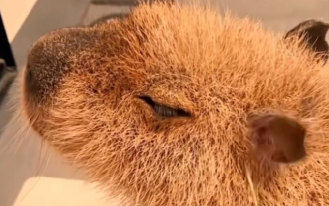 Capybara’s Design Collapsed at the Scene