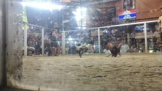 Gallera fight