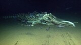 [Animals] Weird deep-sea images taken by the Nautile