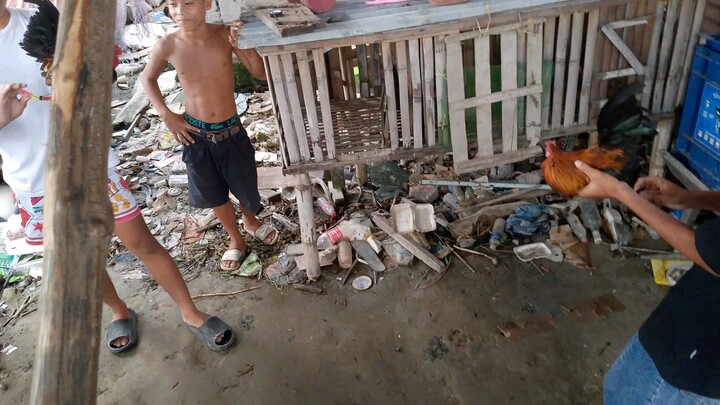 first fight win manok ko pumpkin sweater bantam.