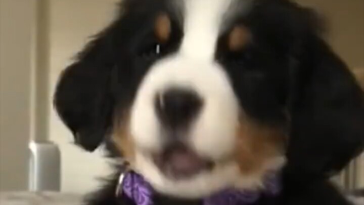 Dokter Bo, tolong selamatkan saya!