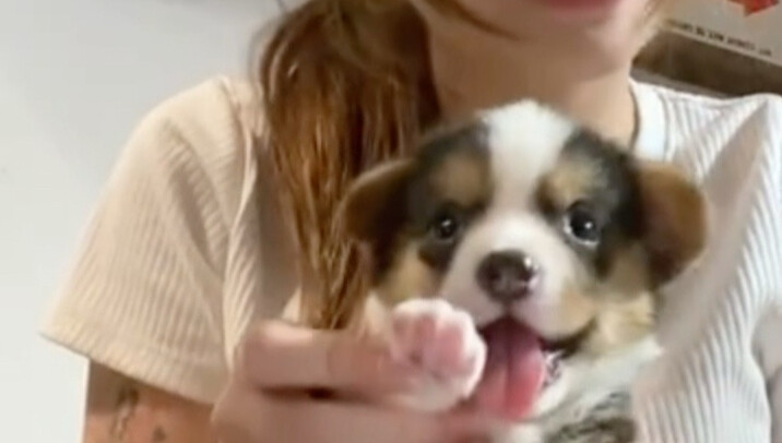 ลูกสุนัขตีกลอง