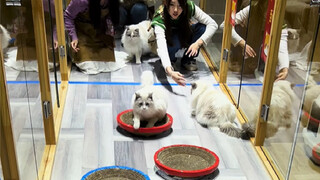 Curling? Cat curling!