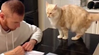 Reaksi kucing saat pacar laki-laki datang berkunjung ke rumah