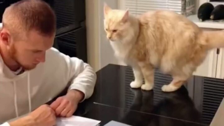 Reaksi kucing saat pacar laki-laki datang berkunjung ke rumah