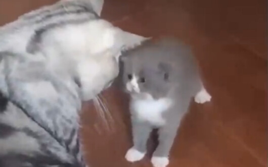 Cat: Sorry, I interrupted you.