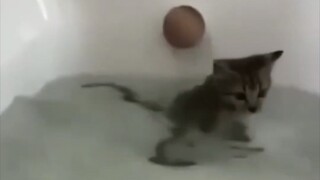 Cats love to interact with water since childhood