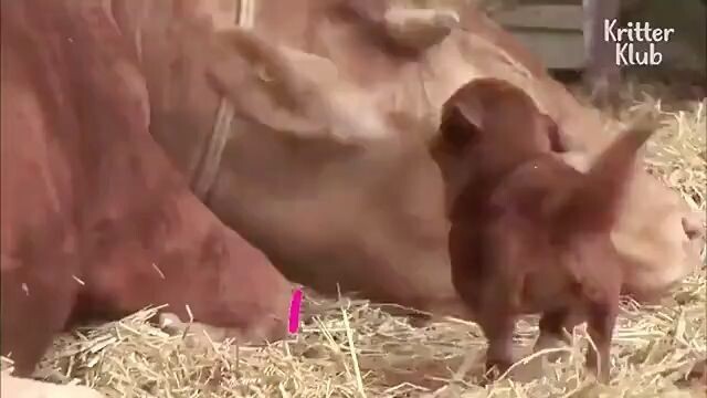 Loving Animal Heart Warming video