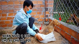 Cưu mang 2 chú chó dễ thương bị chủ bỏ rơi, vì dịch bệnh - tập 182
