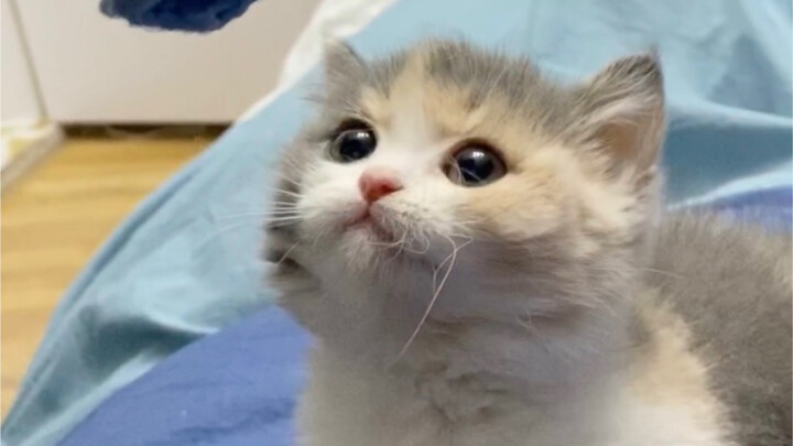 "Can you tell me the story again about how you picked me out of the cats?"