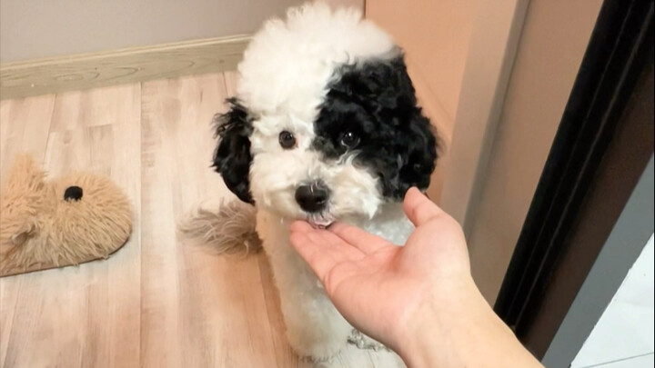 Anak anjing, pilihlah sayur