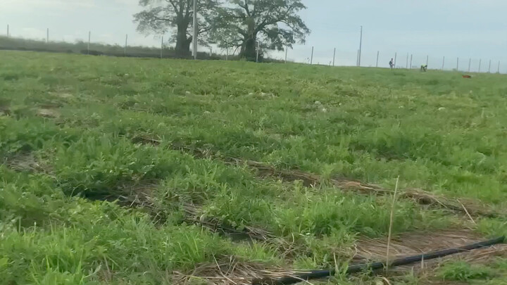 My plantation in Angola