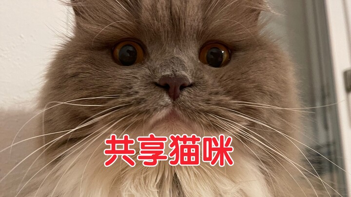 I put a camera on my cat and discovered she has a second home outside...