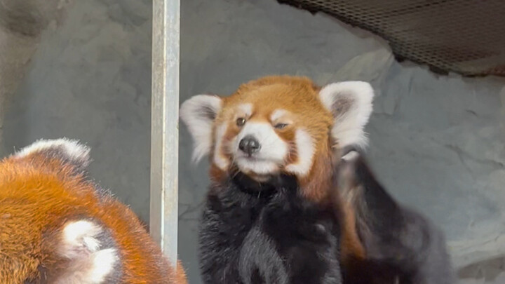 Who hasn’t seen my little panda yet?