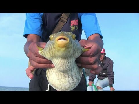 Ikan Buntal Bergigi Tajam